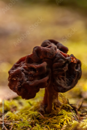 false morel in the forest closeup