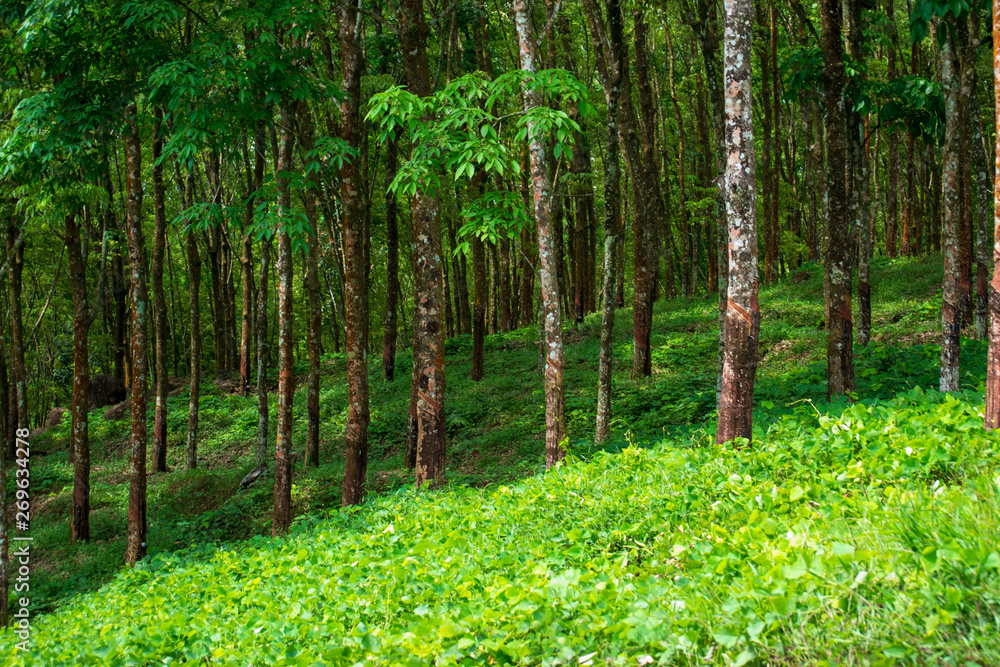 Fototapeta premium trees in the forest