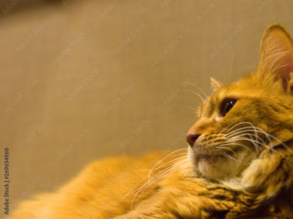 cat in garden