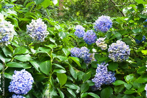 Obraz na płótnie blue flowers in the garden w salonie