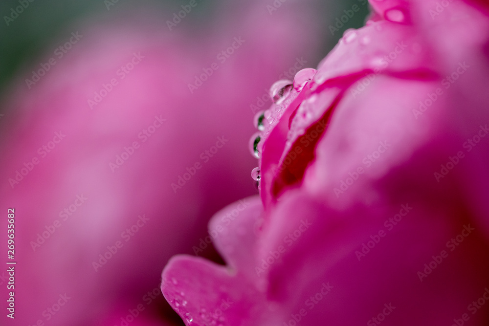 バラの花ビラについた水滴
