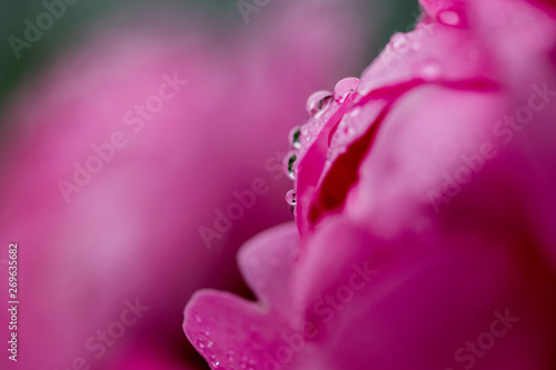 バラの花ビラについた水滴