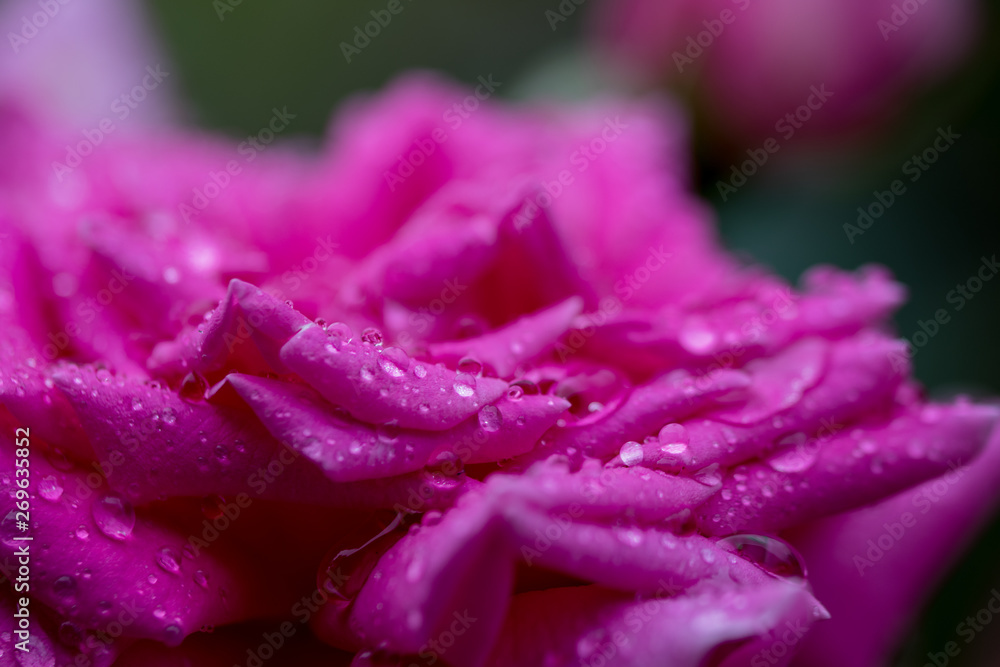 バラの花ビラについた水滴 バラの花ビラについた水滴
