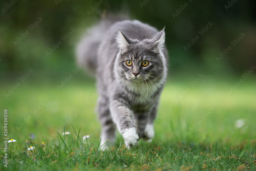 front view of a young blue tabby maine coon cat walking over the lawn looking curiously