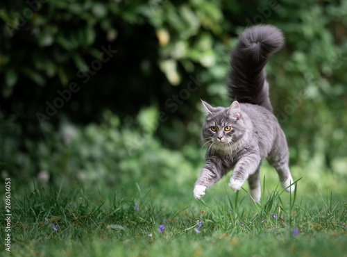 playful young blue tabby maine coon cat jumping over meadow floating in the air looking straight ahead