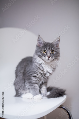 blue tabby maine coon kitten sitting on white chair in front of white background looking at camera