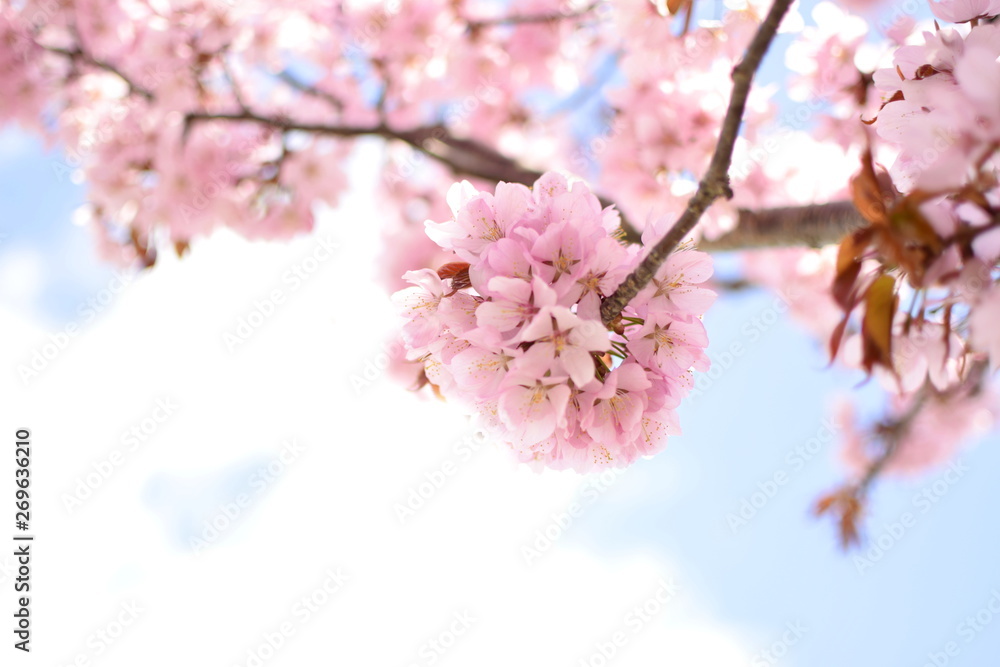 Obraz premium 桜の花びらよ