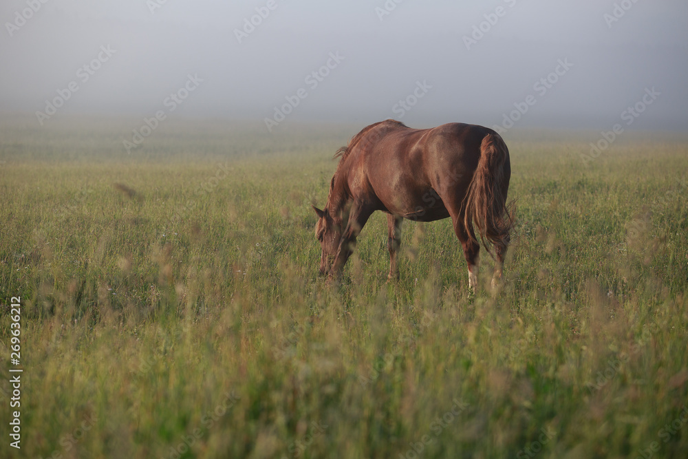 horse on a meadow horse on a meadow
