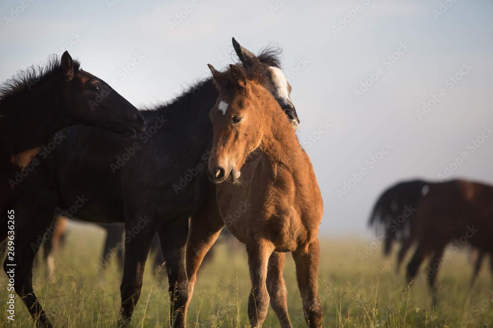 Fototapeta premium herd of horses foals play