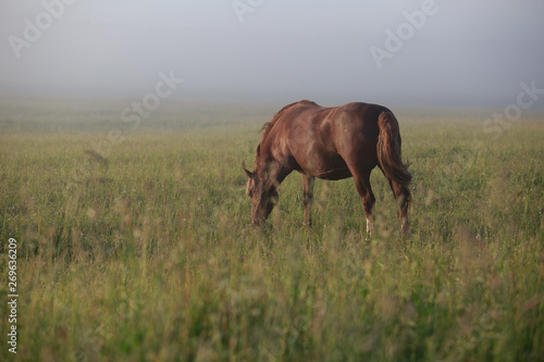 horse on a meadow © Daria