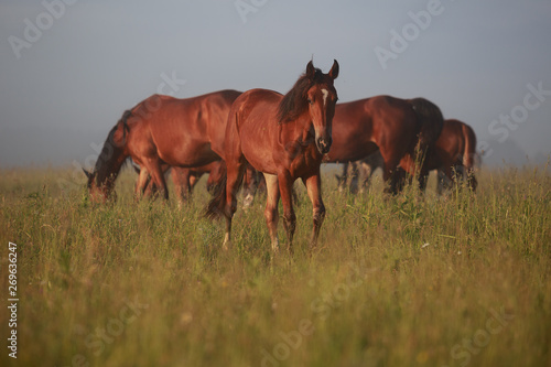 horses in the field