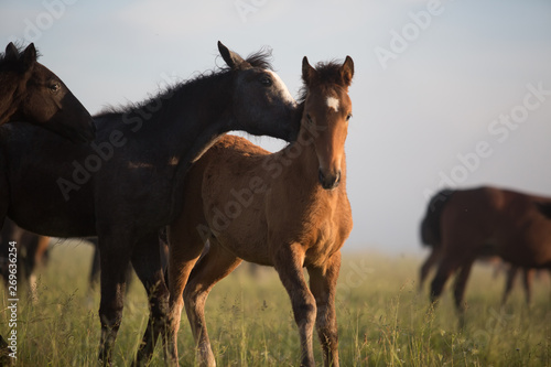 Fototapeta Naklejka Na Ścianę i Meble -  herd of horses foals play