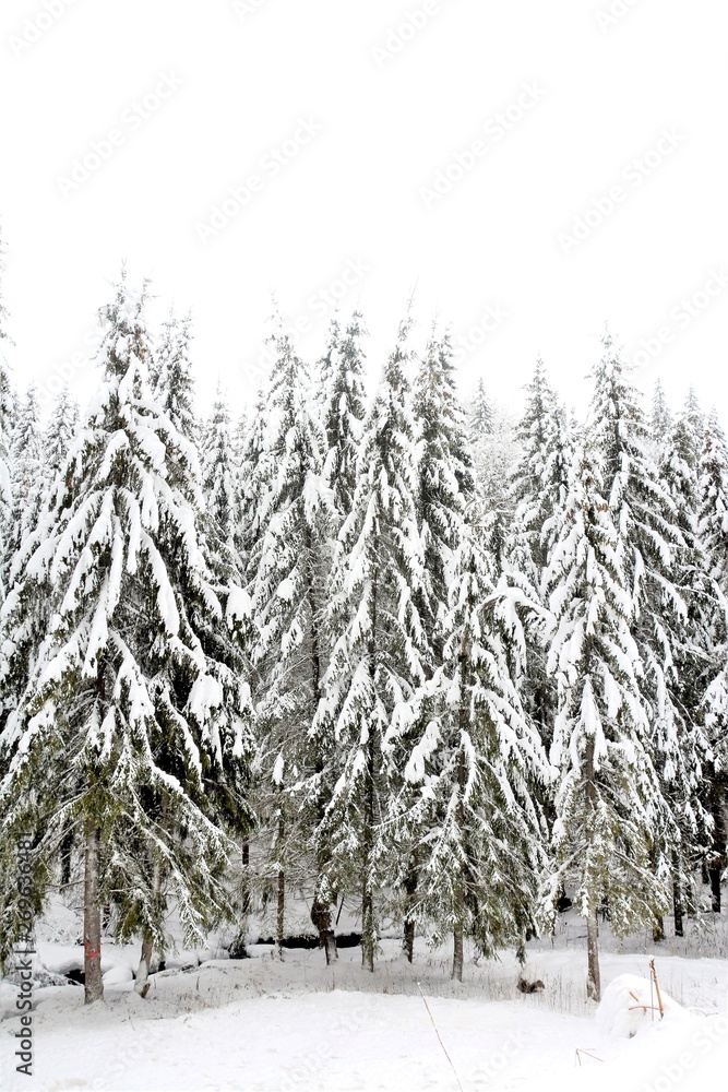 winter landscape with pine trees winter landscape with pine trees