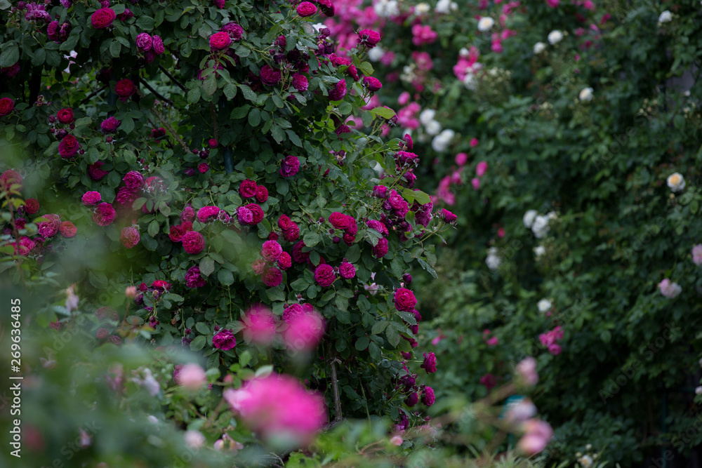 バラの花 バラの花