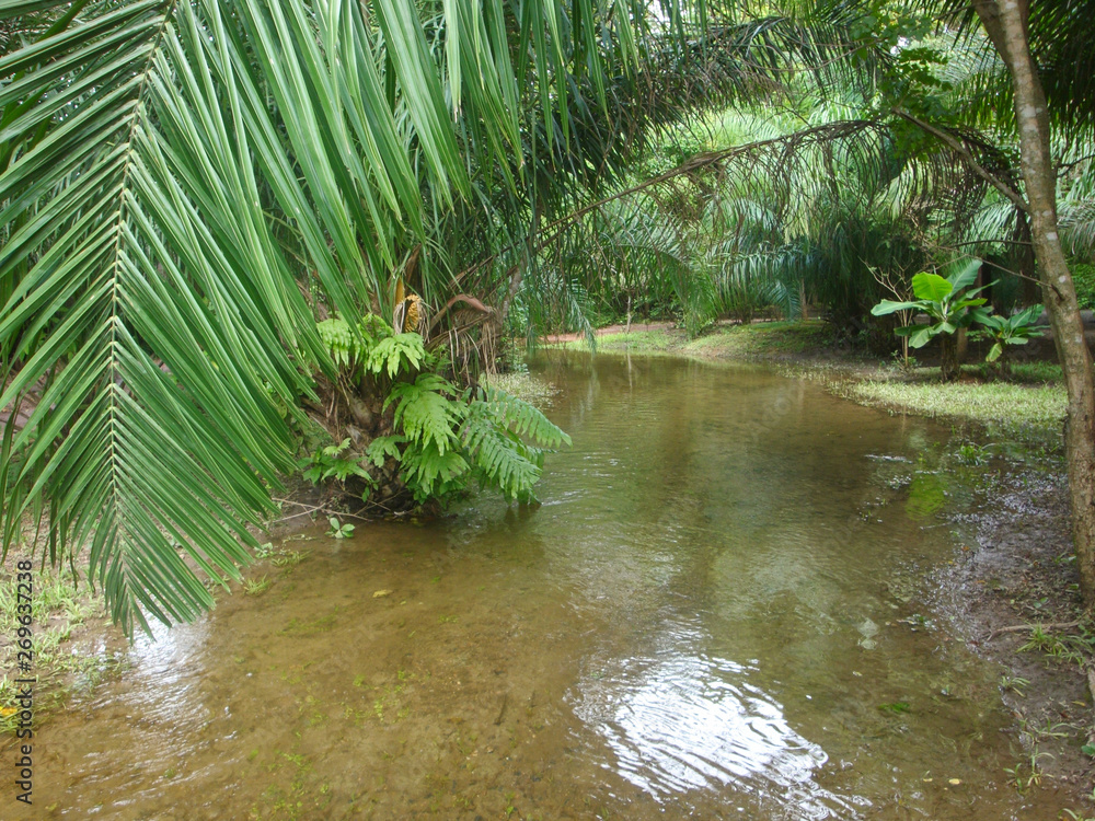 River in Bonito, Mato Grosso do Sul, Brazil River in Bonito, Mato Grosso do Sul, Brazil