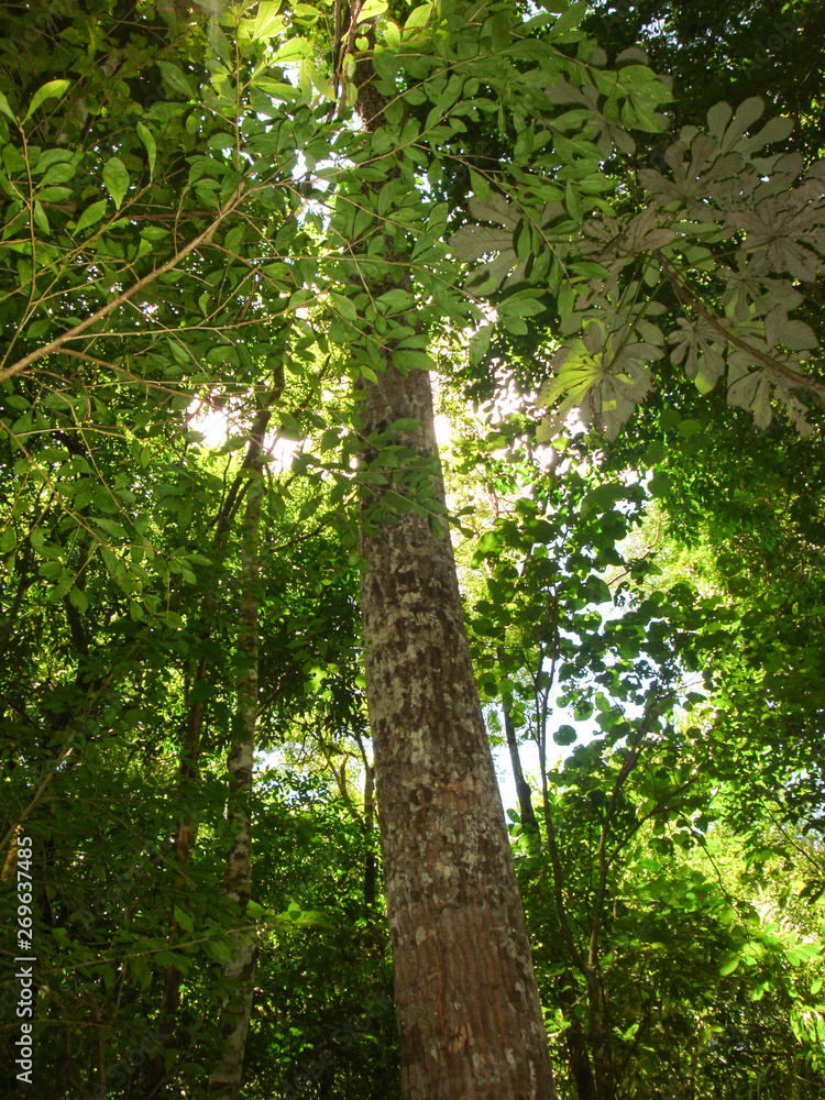 Fototapeta premium old tree in the forest