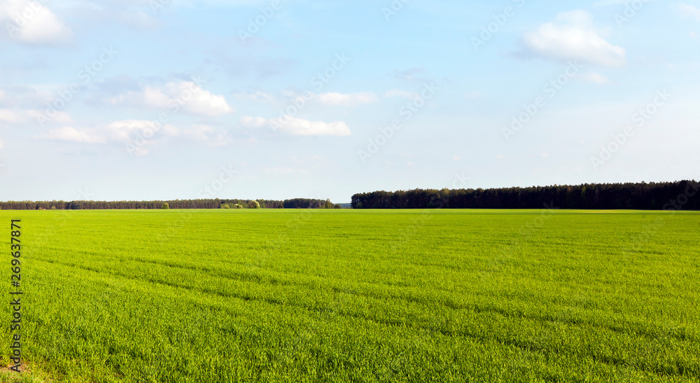 agricultural field