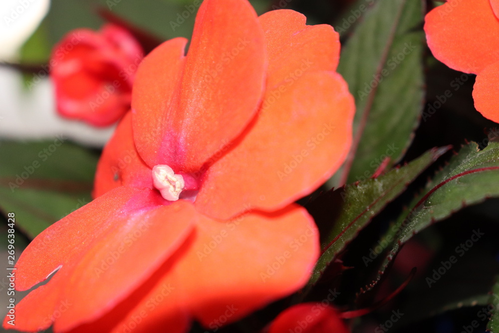 Fototapeta premium Flor carnosa