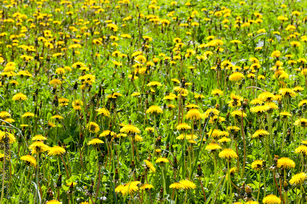 Obraz premium focus on yellow dandelions