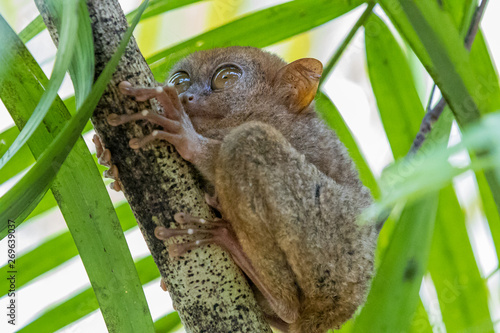 Tarsier monkey the world's smallest, The Philippine tarsier (Carlito syrichta) is a species of tarsier endemic to the Philippines. It is one of the smallest known primates, Bohol Island. © Kalyakan