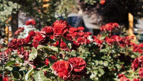 Wallpaper Mural Rosedal patagonico Torontodigital.ca