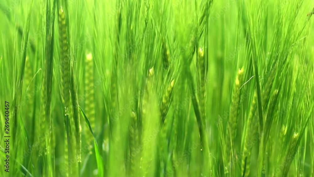Green wheat field on wind in summer HD 100fps Green wheat field on wind in summer HD 100fps