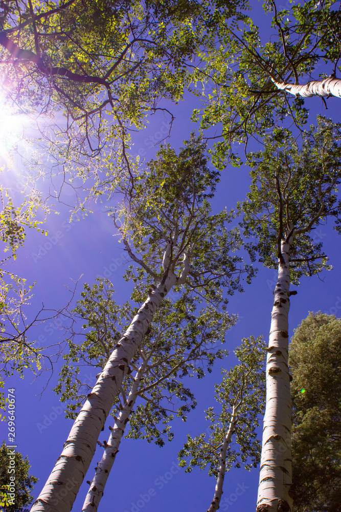 Fototapeta premium Looking up at Trees