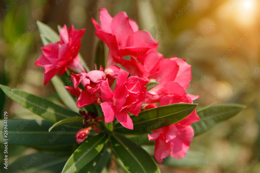 Pink oleander on a green background Pink oleander on a green background