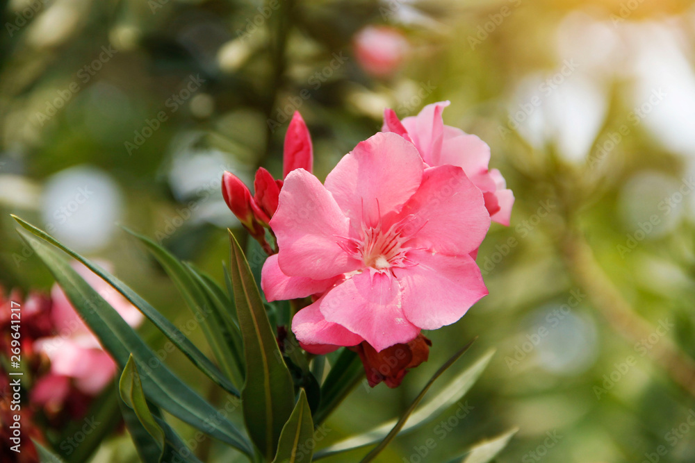 Pink oleander on a green background Pink oleander on a green background
