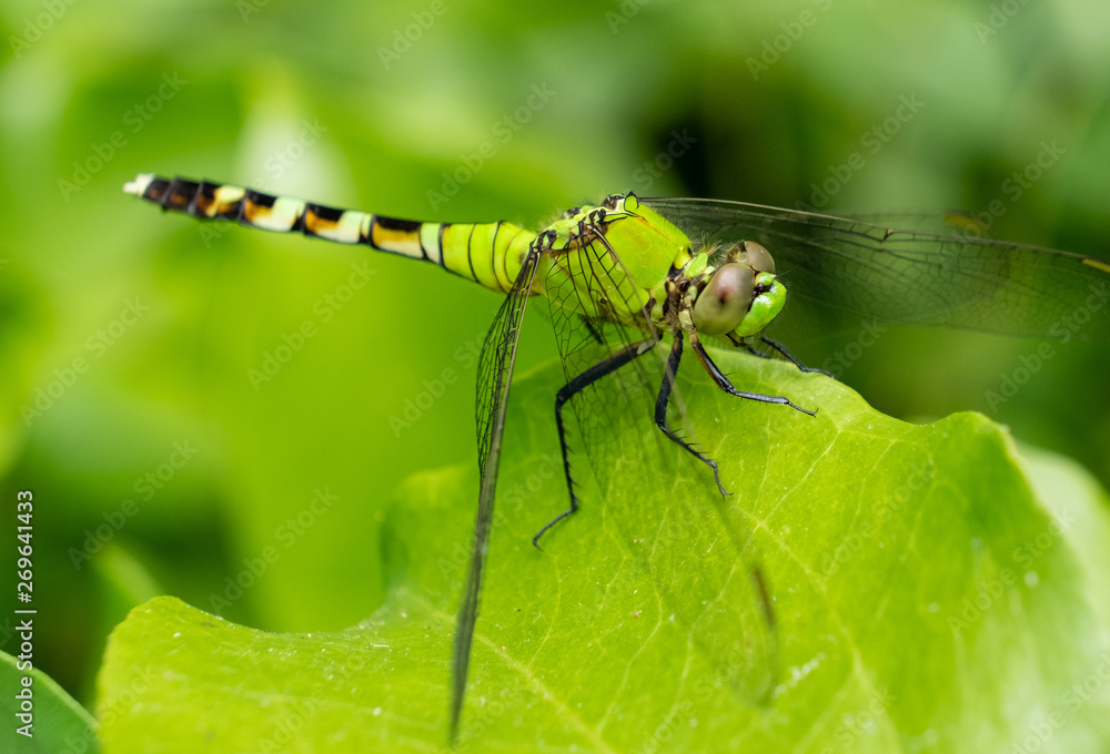 A female eastern pondhawk perches on the edge of a leaf in the greenery at Yates Mill County Park in Raleigh North Carolina. A female eastern pondhawk perches on the edge of a leaf in the greenery at Yates Mill County Park in Raleigh North Carolina.