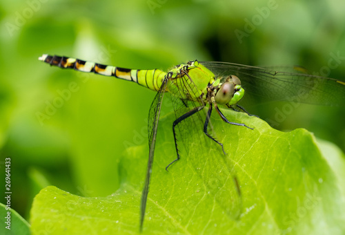 A female eastern pondhawk  perches on the edge of a leaf in the greenery at Yates Mill County Park in Raleigh North Carolina.