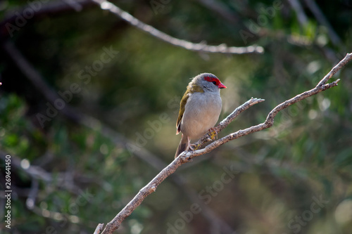 a red browed finch resting on a branch