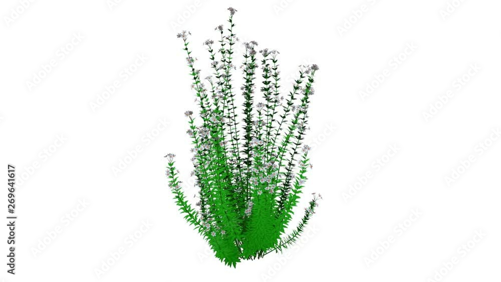 3d rendering of a growing realistic plant isolated on white 3d rendering of a growing realistic plant isolated on white