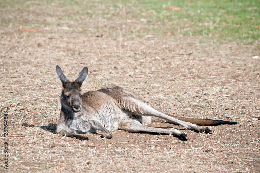 Fototapeta premium a western grey kangaroo resting in a firld