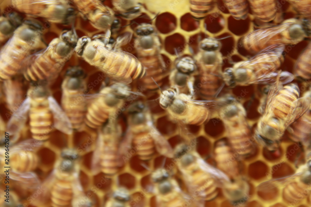 Honey bees in the beehive. Honey bees in the beehive.