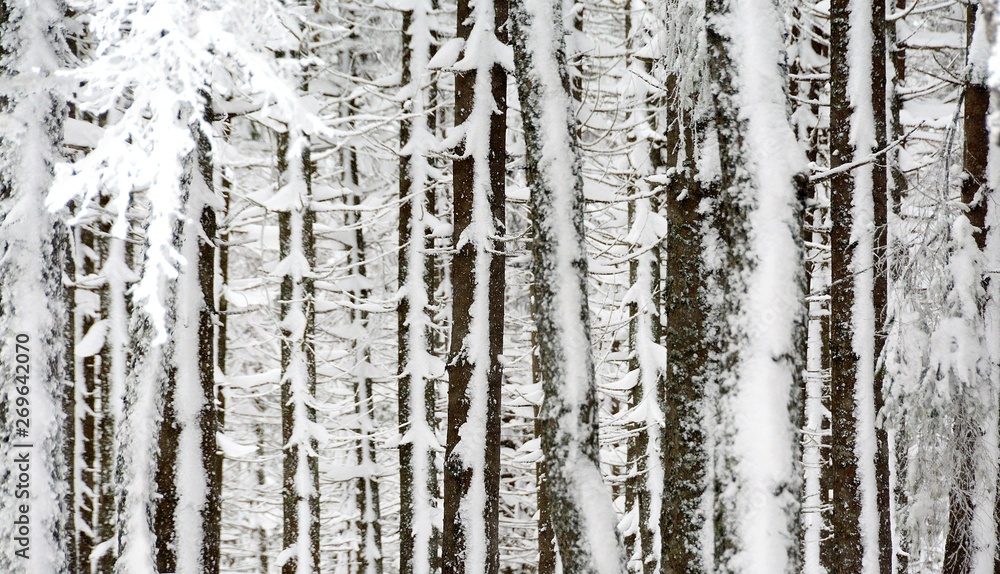 Fototapeta premium in the pine forest in winter