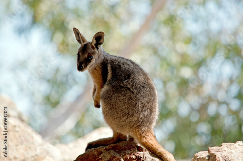a Yellow footed rock wallaby