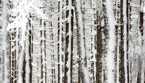 in the pine forest in winter