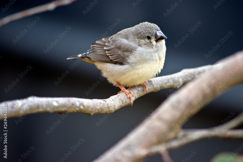 this is a juvenile zebra finch this is a juvenile zebra finch