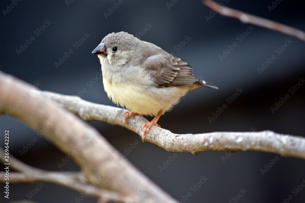 Fototapeta premium this is a juvenile zebra finch