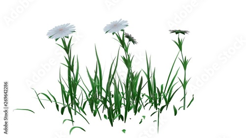 3d rendering of a growing realistic plant isolated on white background
