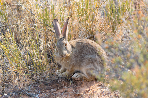 Breakfast for Bunny