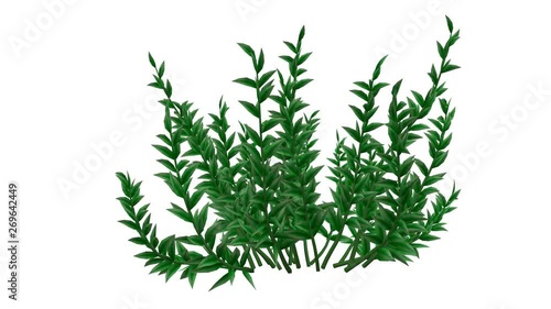 3d rendering of a growing realistic plant isolated on white background