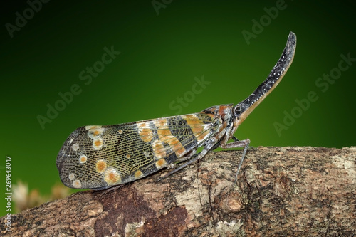 Dark-horned Lantern-fly (Pyrops spinolae) is a species of planthopper, found from India to Indochina. Lanternflies : The unicorns of the insect world. Beautiful insects. Selective fous with copy space photo