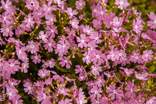 Background with pink little flowers and green leaves