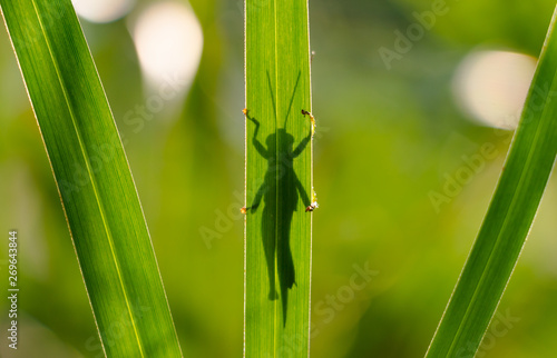 Grasshopper behind the grass leaf