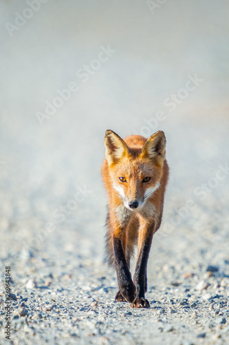 Red Fox going down the road..Bombay Hook National Wildlife Refuge.Delaware.USA