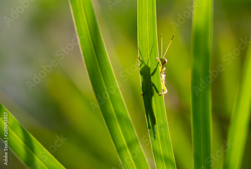 Grasshopper behind the grass leaf