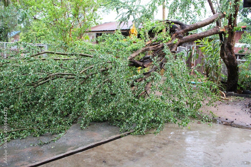 Fototapeta premium The storm caused the trees to fall on heavy rain.
