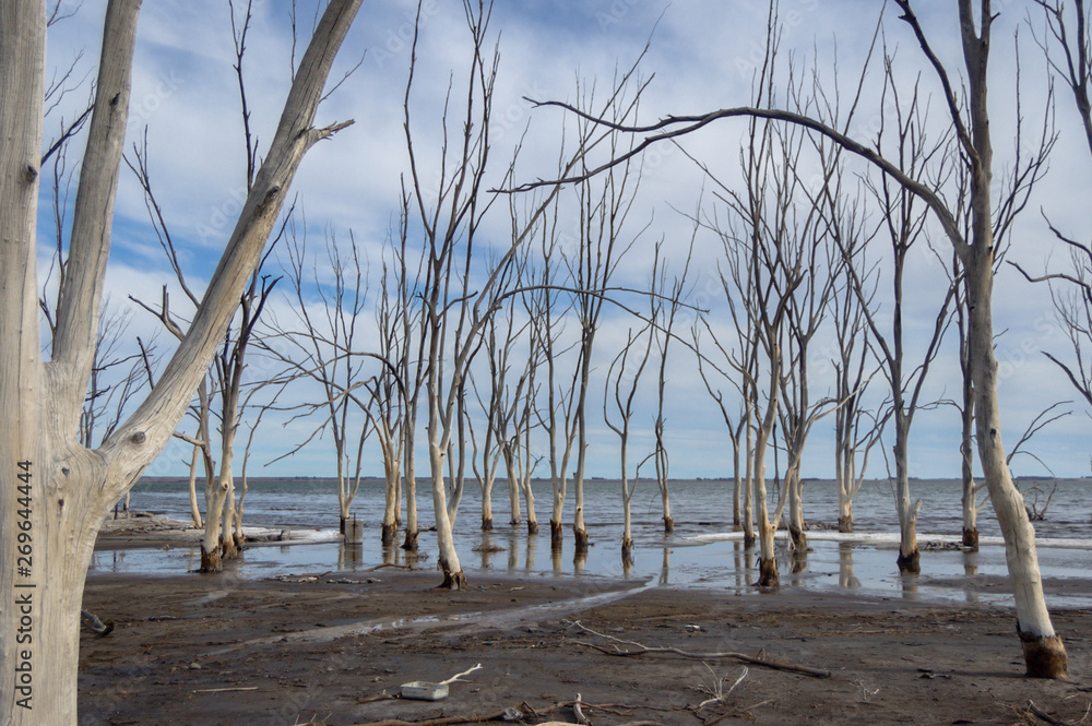 Dry trees of the city flooded of Epecuen in Argentina